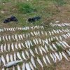Pomor ribe u Kolubari: Nadležni istražuju uzrok