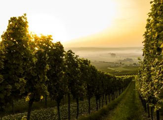 Pokrenuta Peticija za zaštitu karlovačkih vinograda