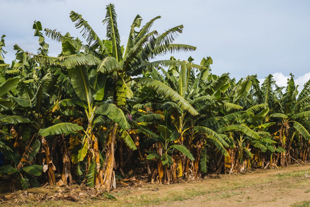 Enset: Etiopska “lažna banana” spas od posledica klimatskih promena