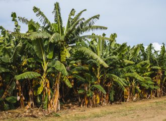 Enset: Etiopska „lažna banana“ spas od posledica klimatskih promena