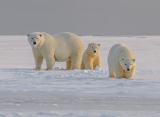 Kome odgovara otopljavanje Arktika: Ekološki i politički rizici