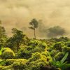 Kako je politika uništila šume Amazona i izazvala klimatsku krizu