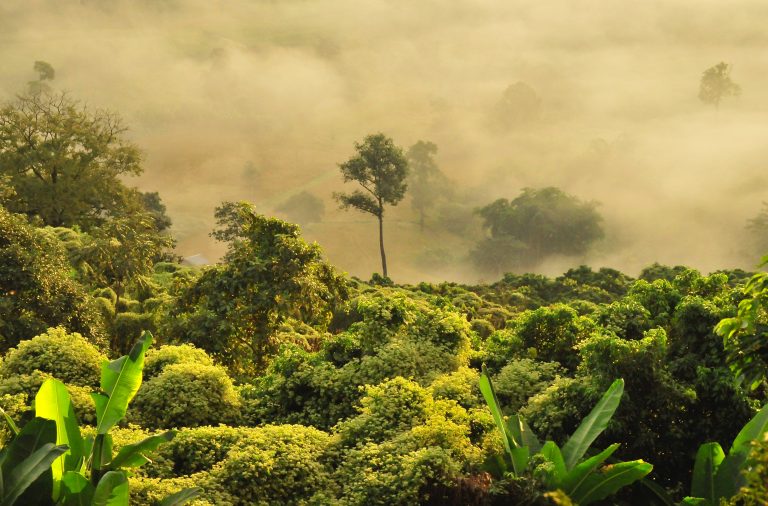 Kako je politika uništila šume Amazona i izazvala klimatsku krizu