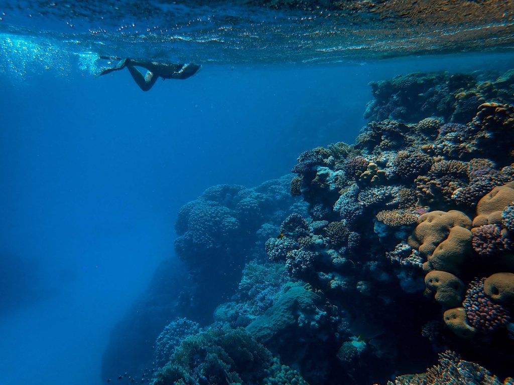 Luis Pju će preplivati Crveno more kako bi skrenuo pažnju na izumiranje koralnih grebena