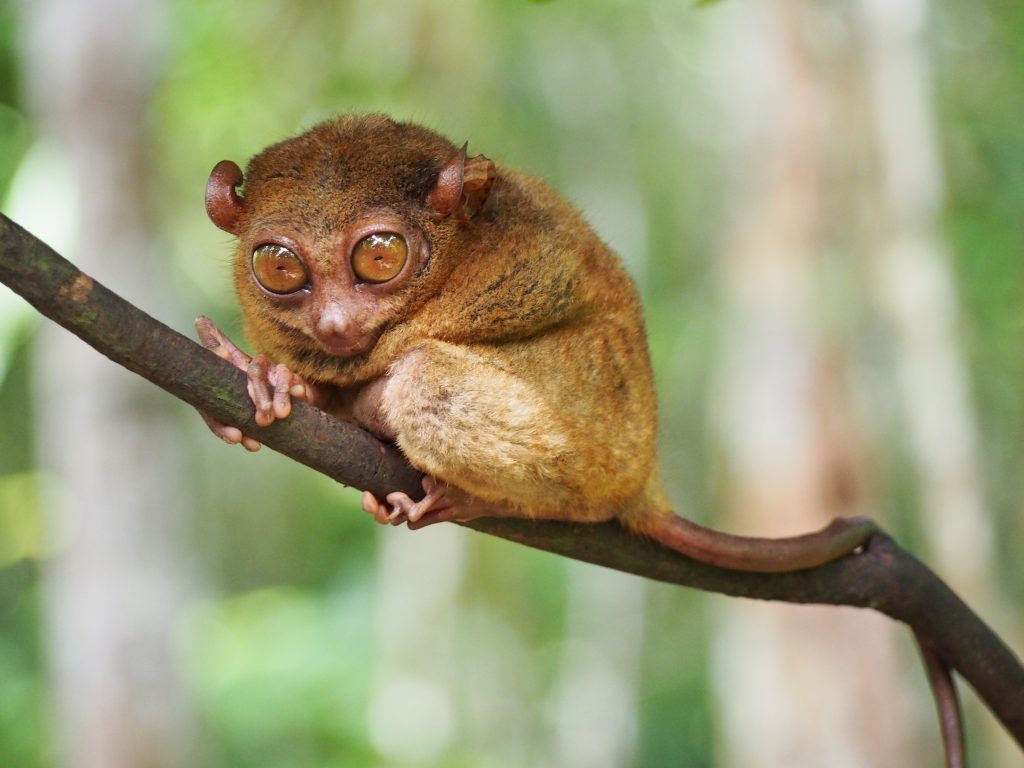 Lemuri sa Madagaskara ugroženi zbog klimatskih promena