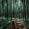 Krčenje šuma kao svetski i srpski problem