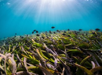 Morska trava: Moćno rešenje za ublažavanje klime