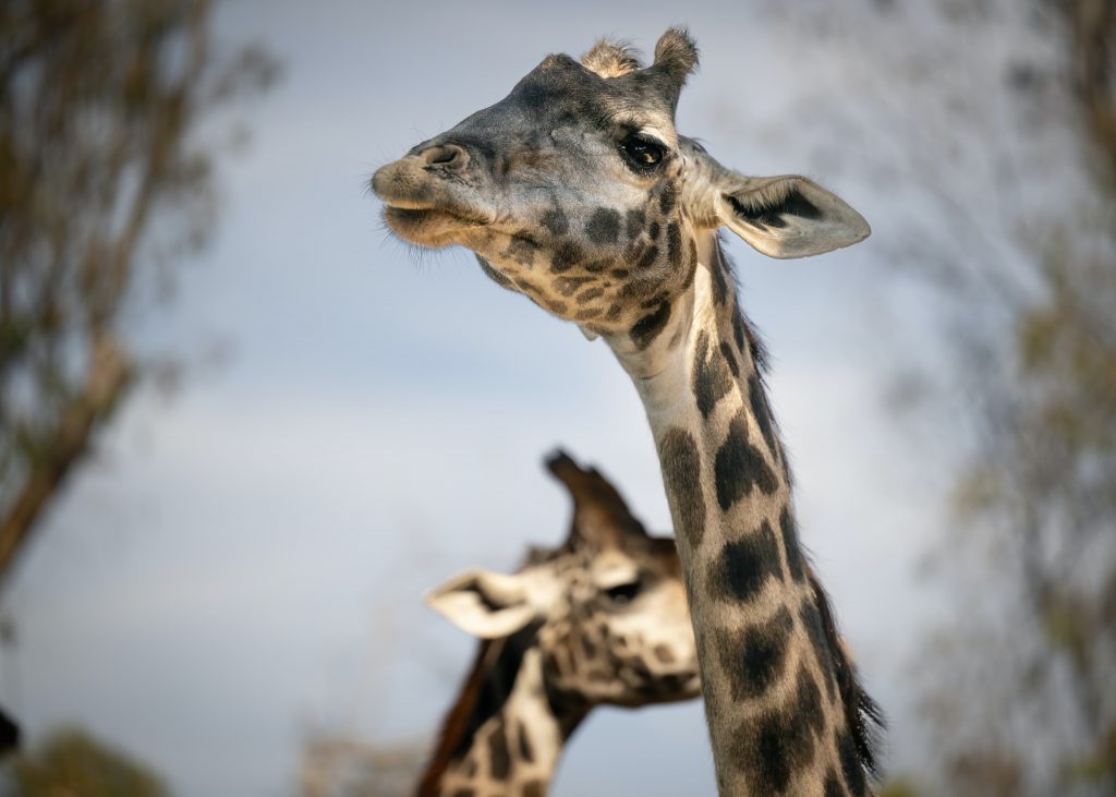 Klimatske promene ugrožavaju i žirafe