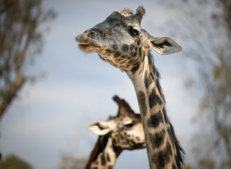 Klimatske promene ugrožavaju i žirafe