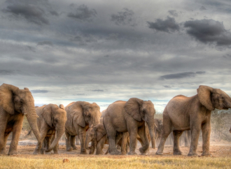 Bocvana preti da će poslati 20.000 slonova Nemačkoj: Evo i zašto