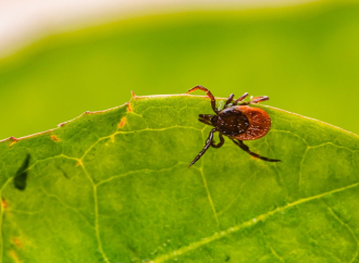 Sezona krpelja produžena: Klimatske promene povećale broj infekcija
