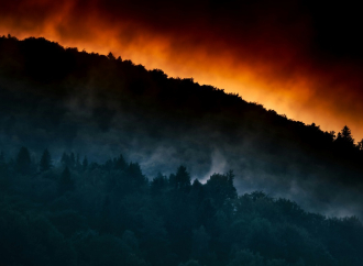 Skoro 10.000 km² izgorelo u šumskim požarima
